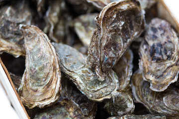 Bouriche d'huîtres