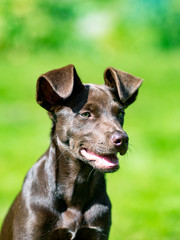 Hund ohne Halsband und Geschirr