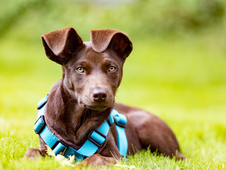 Hund mit Klappohren
