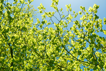 Fototapeta premium Green spring birch leaves background