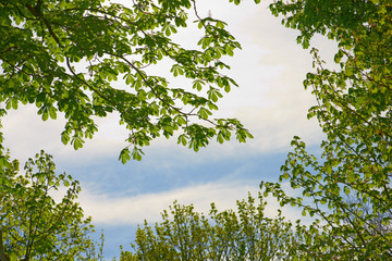 Buckeye tree in spring