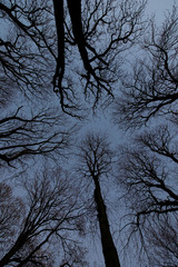 Fototapeta na wymiar Tree in winter, no leafs