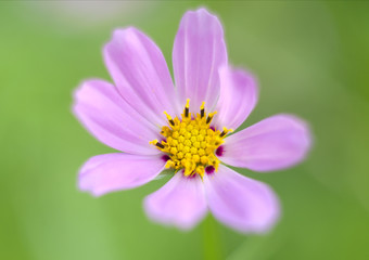 Obraz premium Beautiful bright pink flowers growing in the garden. Close-up of pink flowers with blurred background