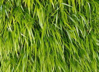 Hakone-Gras - Trendfarbe Greenery