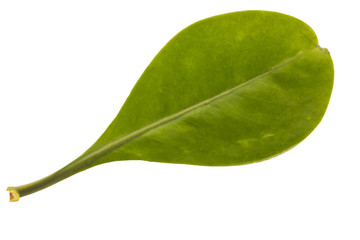 Green leaf