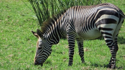 Fototapeta na wymiar Cape mountain zebra (Equus zebra) in grassland, South Africa 