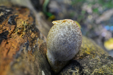 Obraz premium volvariella bombycina mushroom