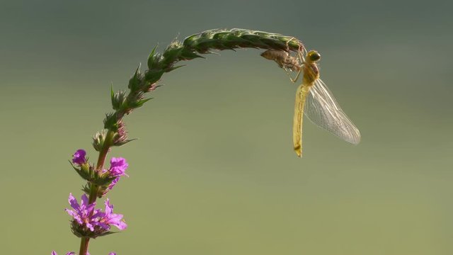 Dragonfly emergence - ungraded footage