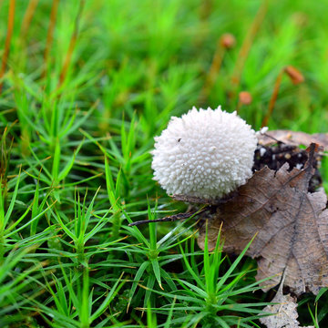 lycoperdon perlatum mushroom