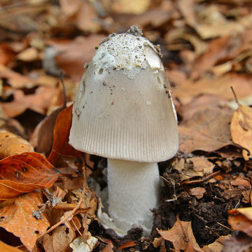 amanita mairei mushroom