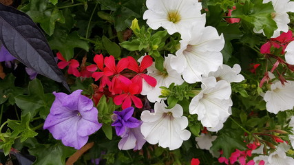 fleur trompette