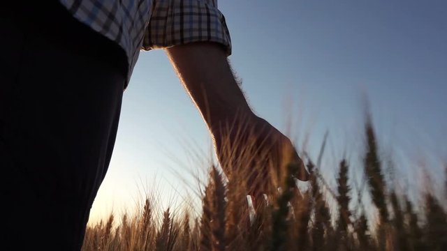 Farmer walking through field and checking wheat crop in hot summer sunset