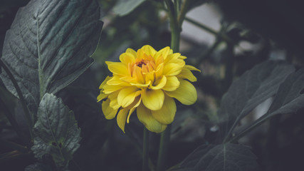 Yellow flower