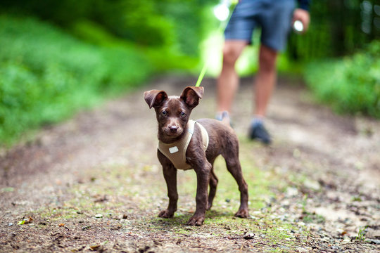 Brauner Welpe mit Mesh-Geschirr an einer Leine beim Gassi-Gang - Brown puppy with mesh harness on a leash during a walk