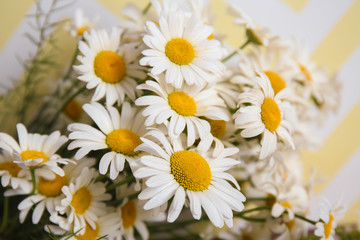Beautiful chamomile bouquet, closeup