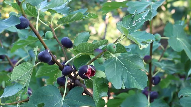 Fig tree with dark fruits. Black Mission Figs