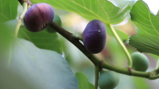 The man picks the figs from the tree. Ripe common figs and fig leaves. Dark and green figs