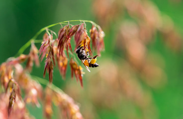 Macro shot of black yellow bee sucking sweet nectar from ( melinis repens ) pink flowers