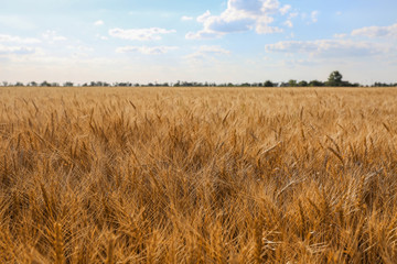 Beautiful wheat field with blue sky on background