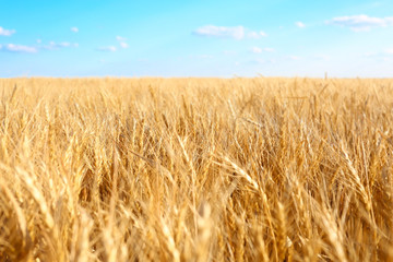 Beautiful wheat field with blue sky on background