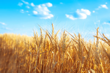 Obraz premium Beautiful wheat field with blue sky on background