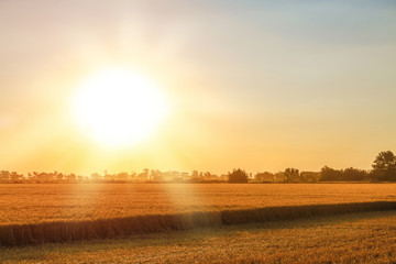 Fototapeta premium Beautiful wheat field at sunset