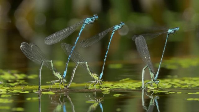 Azure damselfly (Coenagrion puella) mating - ungraded footage
