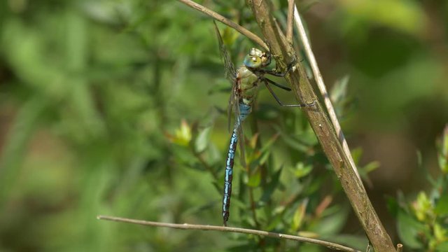 Emperor dragonfly (Anax imperator) on halm - ungraded footage