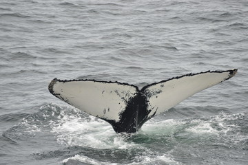 whale in the ocean