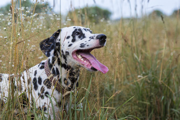 Portrait of a funny dalmatian in the grass on an autumn field