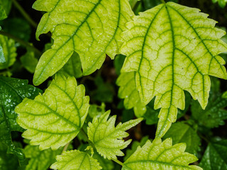 closed up green leaf on the nature for background