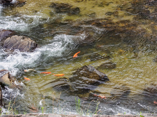 The carp fish is swimming upstream in a stream in Japan.