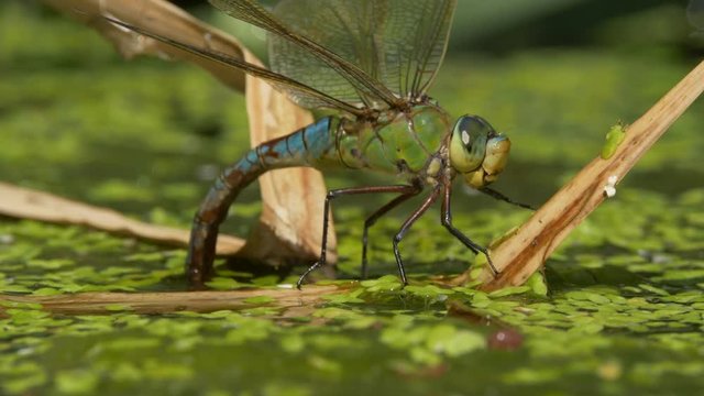 Emperor dragonfly laying eggs - ungraded footage
