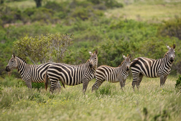 Naklejka na ściany i meble Plains Zebra - Equus quagga, Tsavo East, Kenya