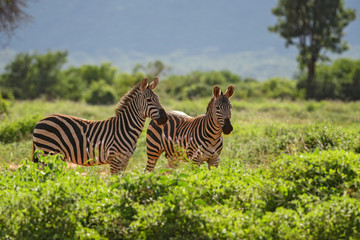 Plains Zebra - Equus quagga, Tsavo East, Kenya