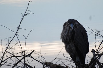 Black headed heron in silhouette