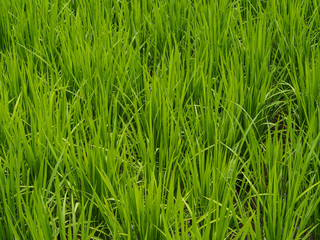 green rice field in summer