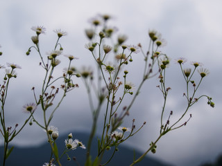white grass flower on blur mountain background