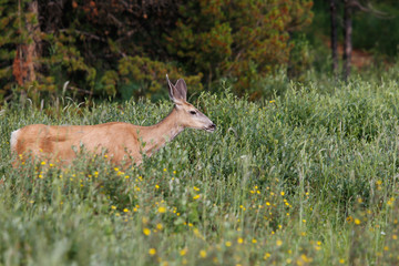 Canada_West-4134