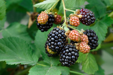 blackberries on the bush