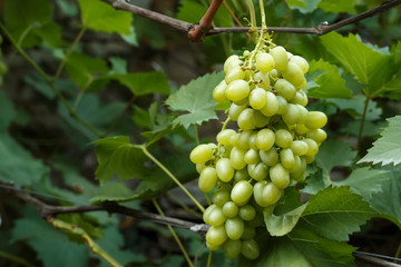 bunch of grapes on the vine