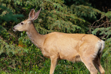 Canada_West-4178