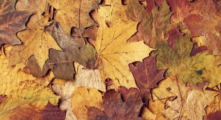Colorful autumn background. Fallen leaves.