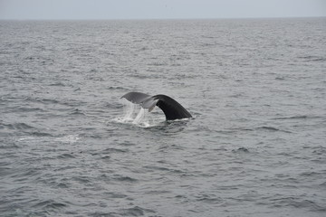Whale in the ocean
