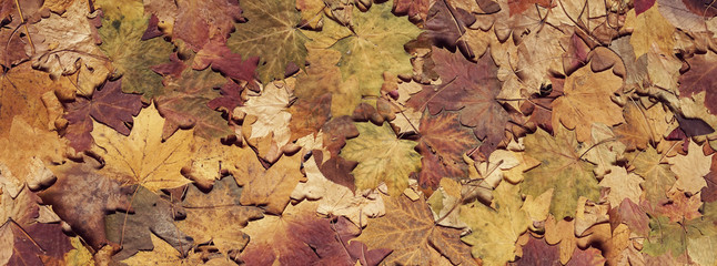 Autumn leaves in forest. Seasonal background.