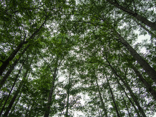 pine trees in the forest against the sunlight, up-risen angle photography