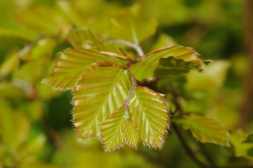 Beautiful young green leaves of beech on blurred background. 