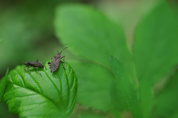 Shields in the natural environment