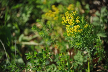 Spurge of nice bloom
