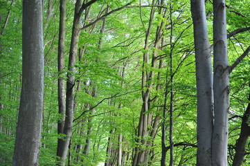 Summer forest. The tops of the trees.
